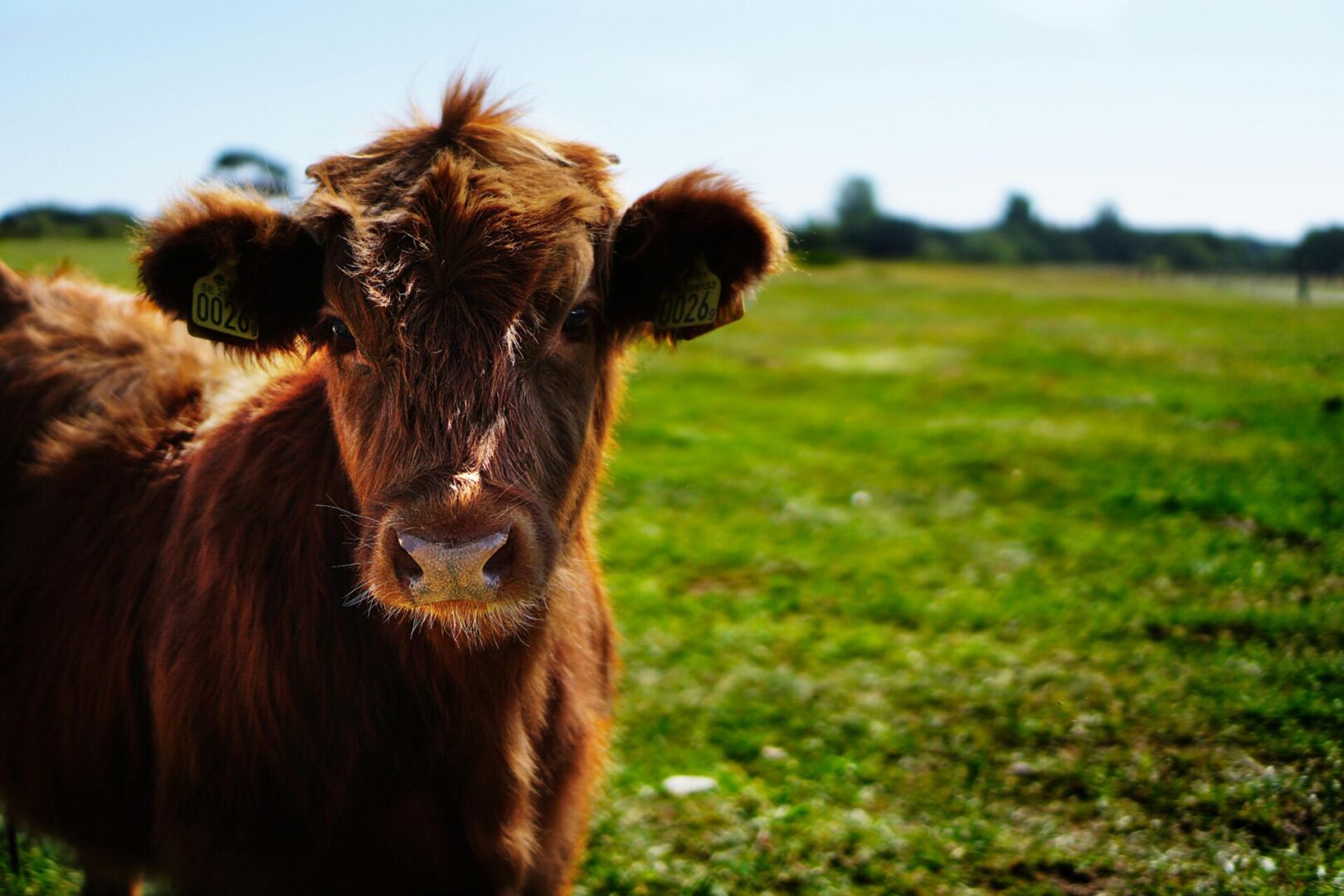 Brown cow standing in a grassy field.