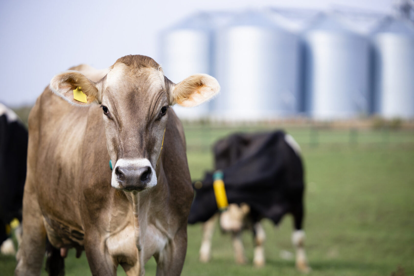 Agro Industry